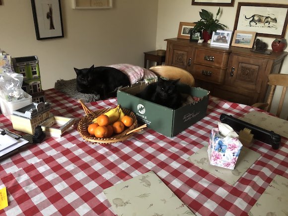Kittens