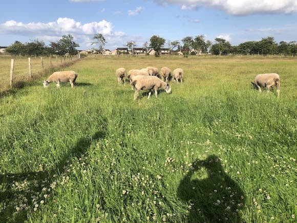 Sheep