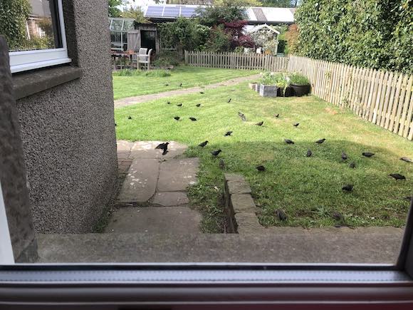 starlings