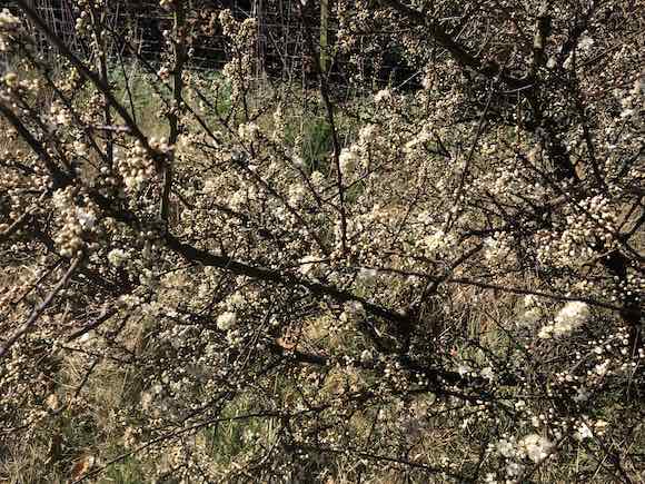 blackthorn