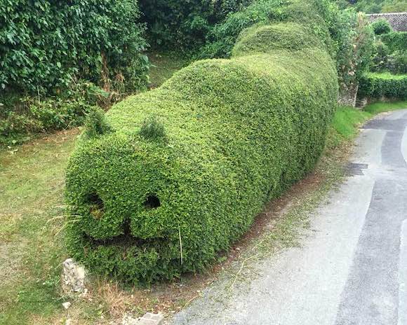 cat-hedge