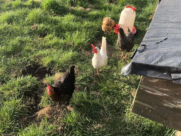 hens