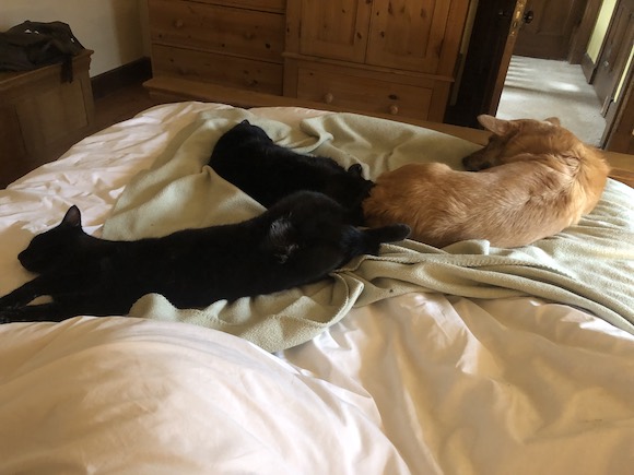 pets