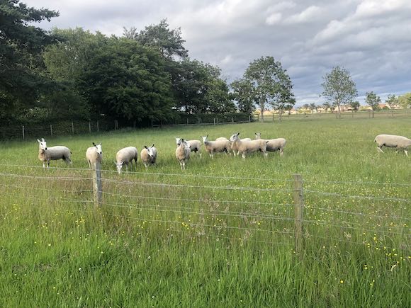 sheep