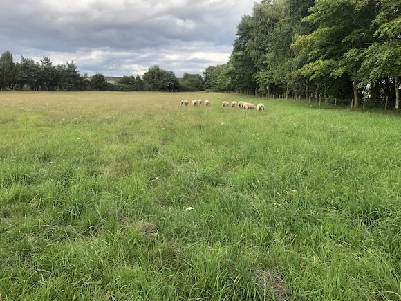 sheep