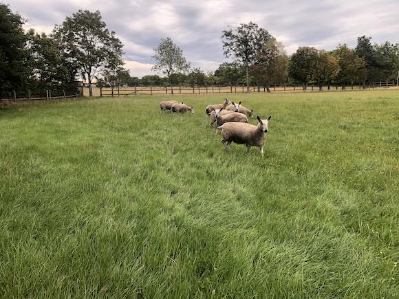 sheep