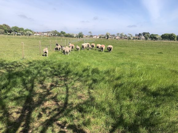 sheep