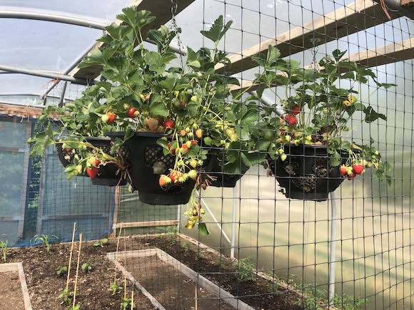strawberries