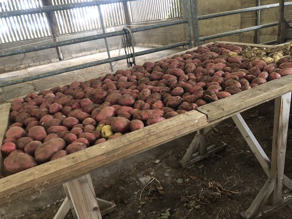 tatties