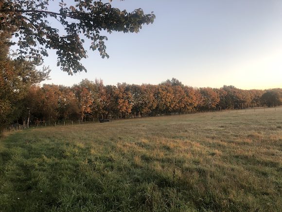 trees