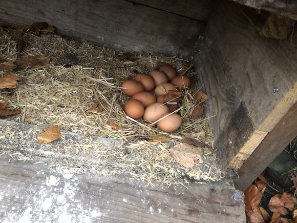 nestbox