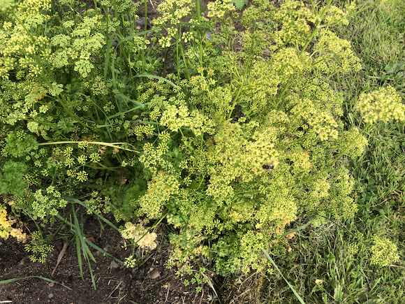 parsley
