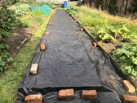 pea bed