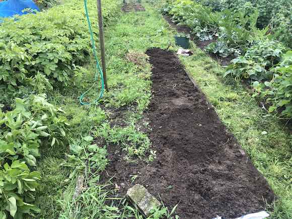 Pea-bed-weeded