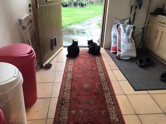 cats