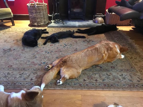 pets