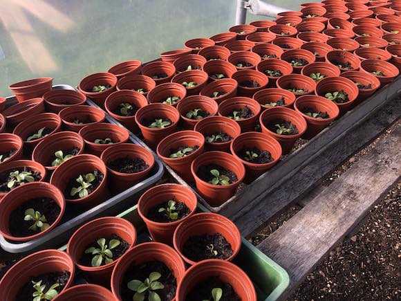 petunias