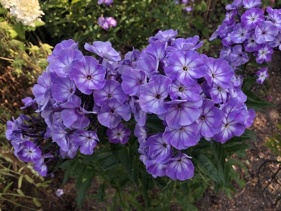 phlox