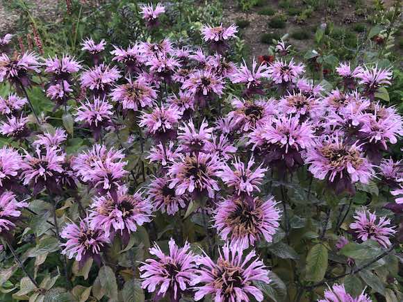 Pink monarda