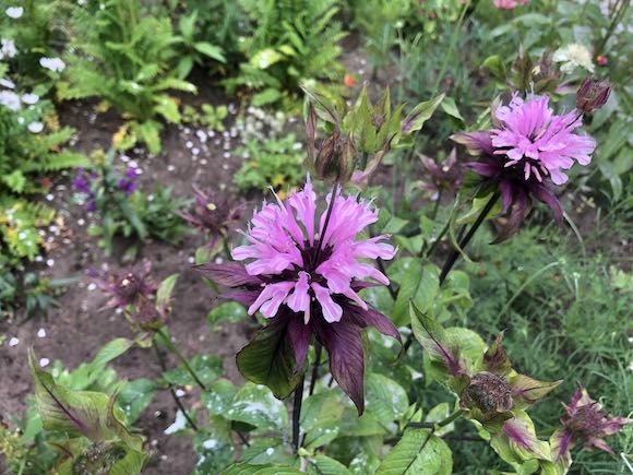 monarda