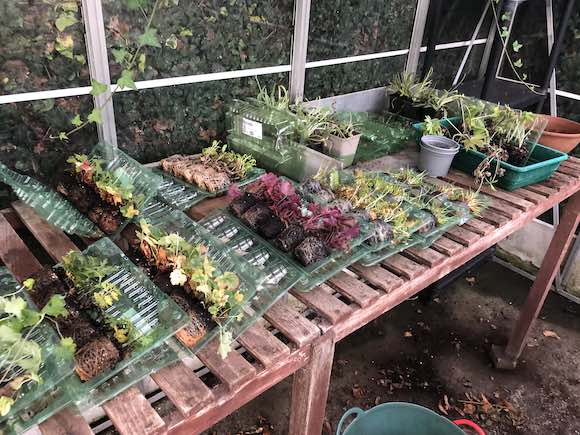 plants