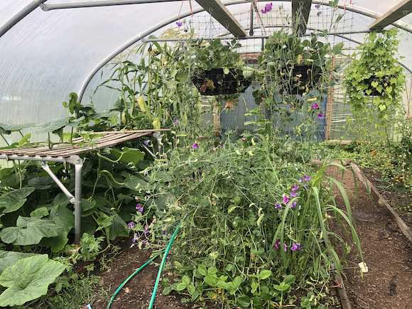 polytunnel