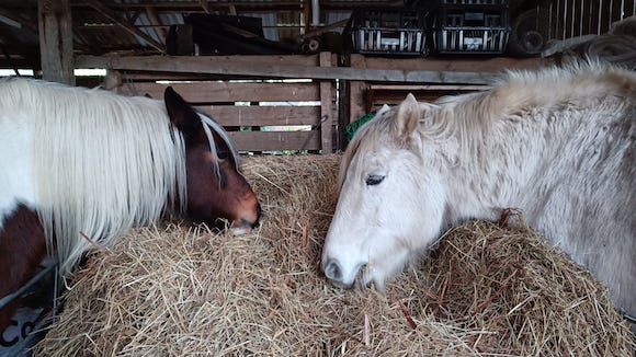 ponies