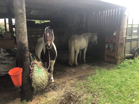ponies