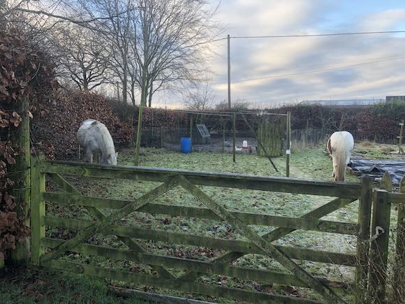 ponies