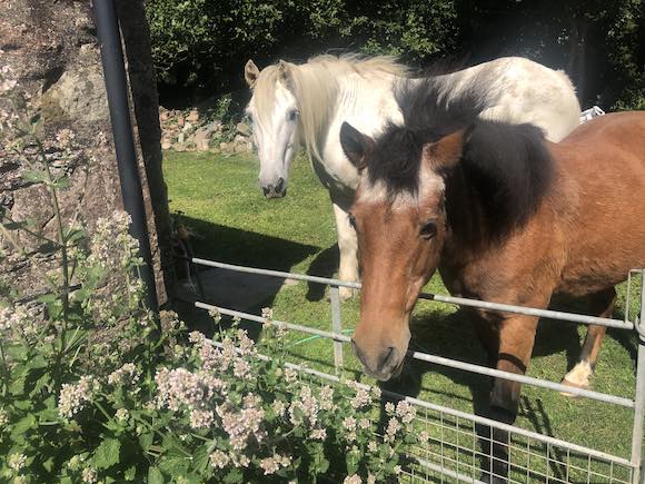 ponies