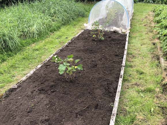 Redcurrants