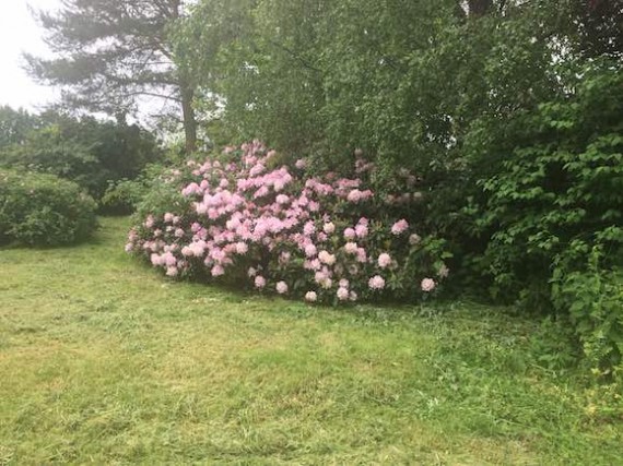 rhododendron