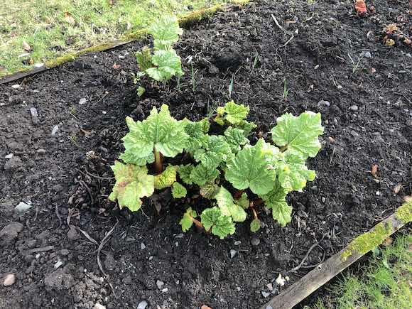 Rhubarb