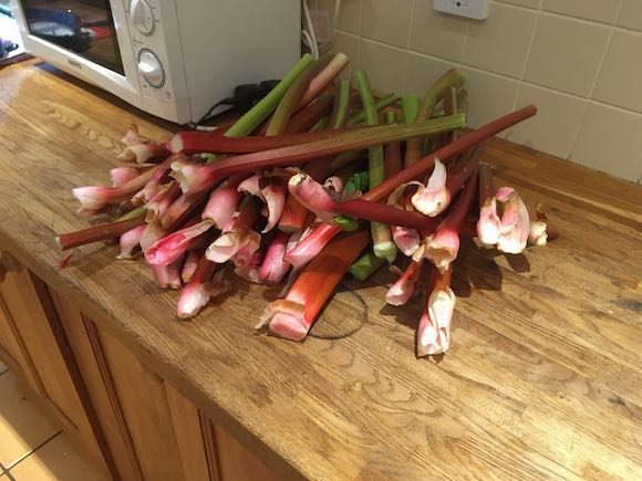 rhubarb