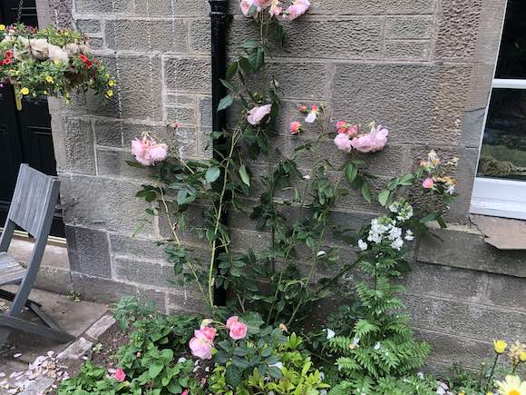 roses
