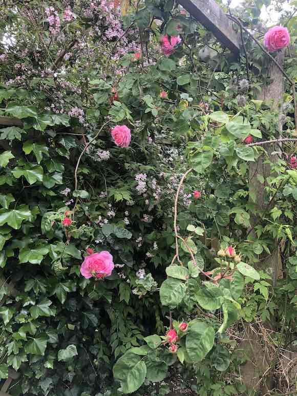 Rose