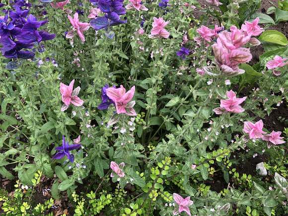 Salvia