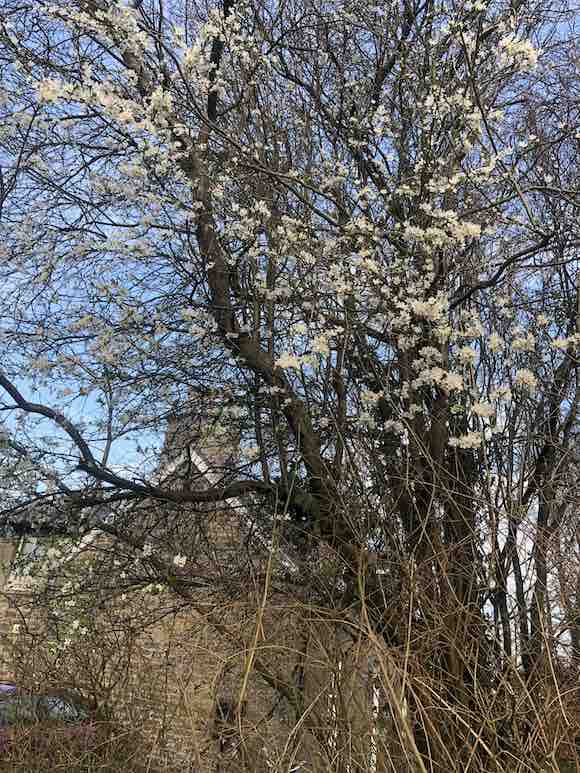 blossom