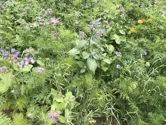 bee mix
