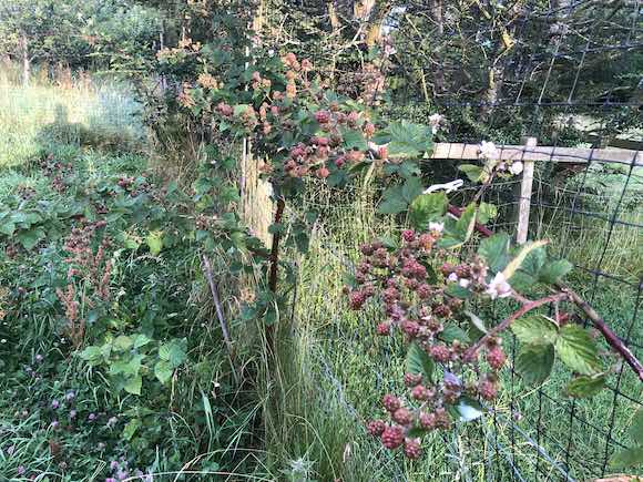 Brambles