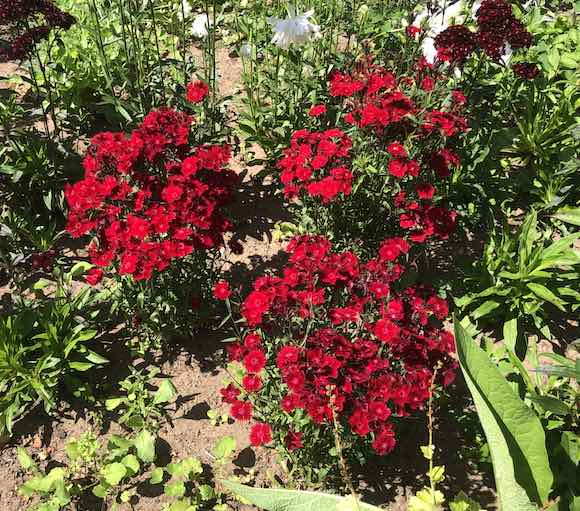 Dianthus