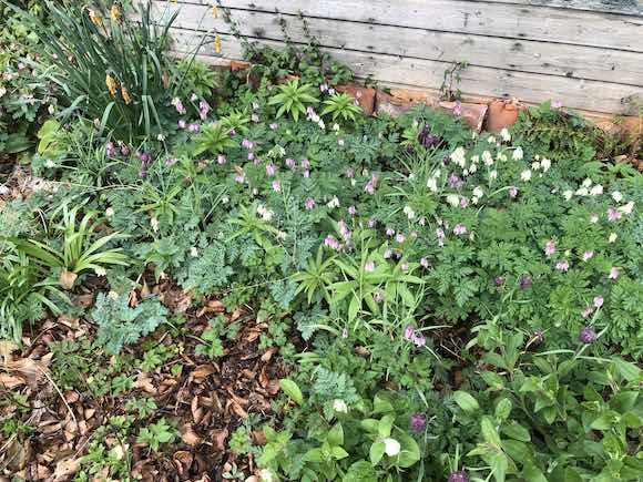 Fritillaries