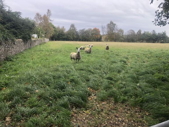 sheep