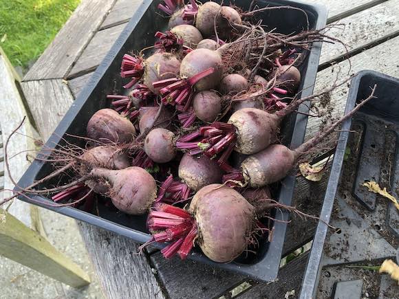 beetroot