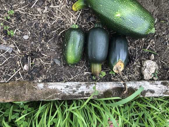 courgettes