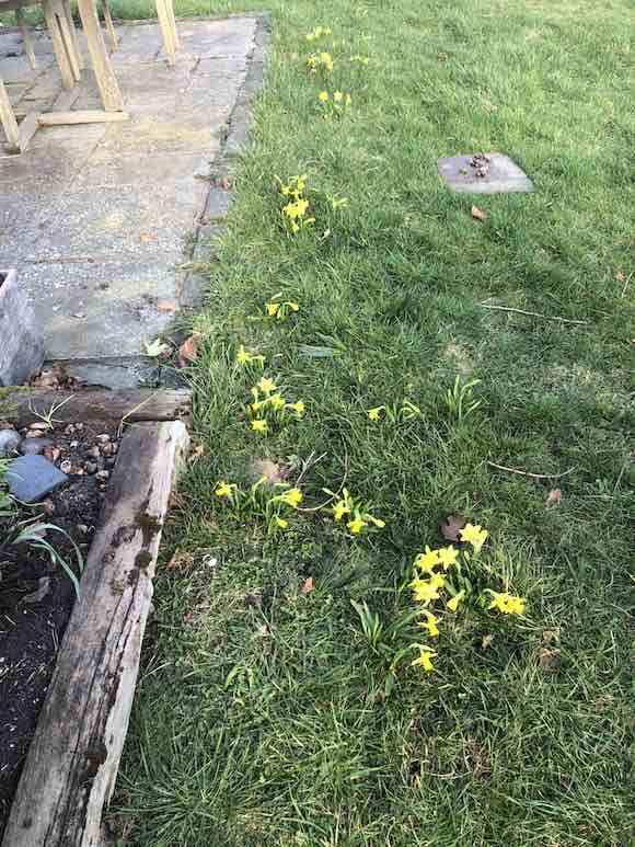 daffodils