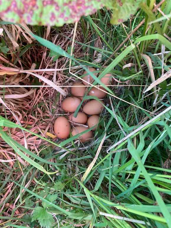 eggs