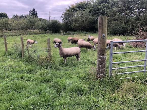 ewe lambs