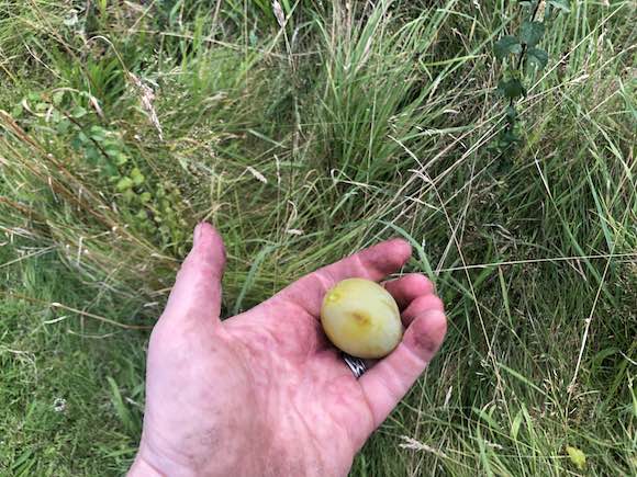 Greengages