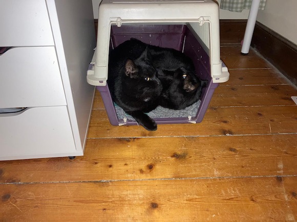kittens